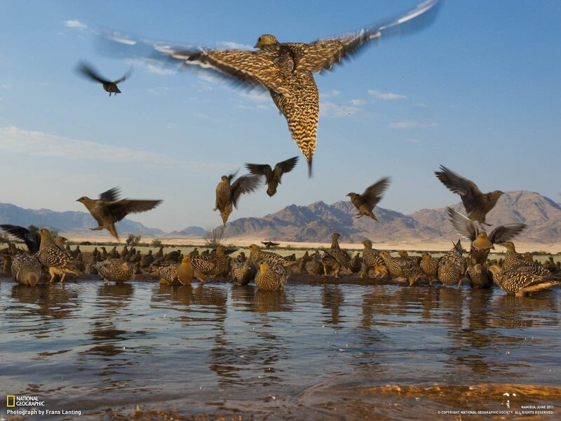 Birds at a desert waterhole