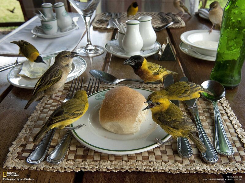 Birds at a Dining Table — Yellow