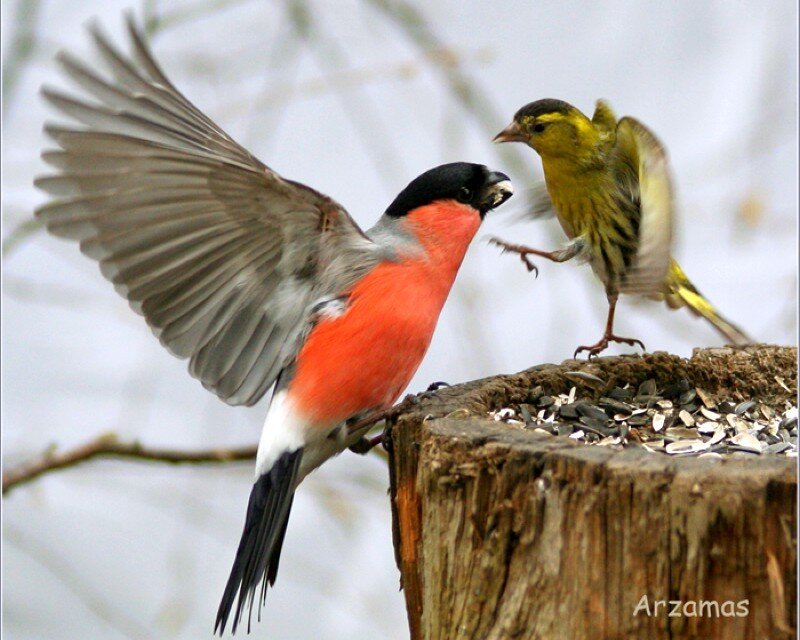 Birds at a feeder