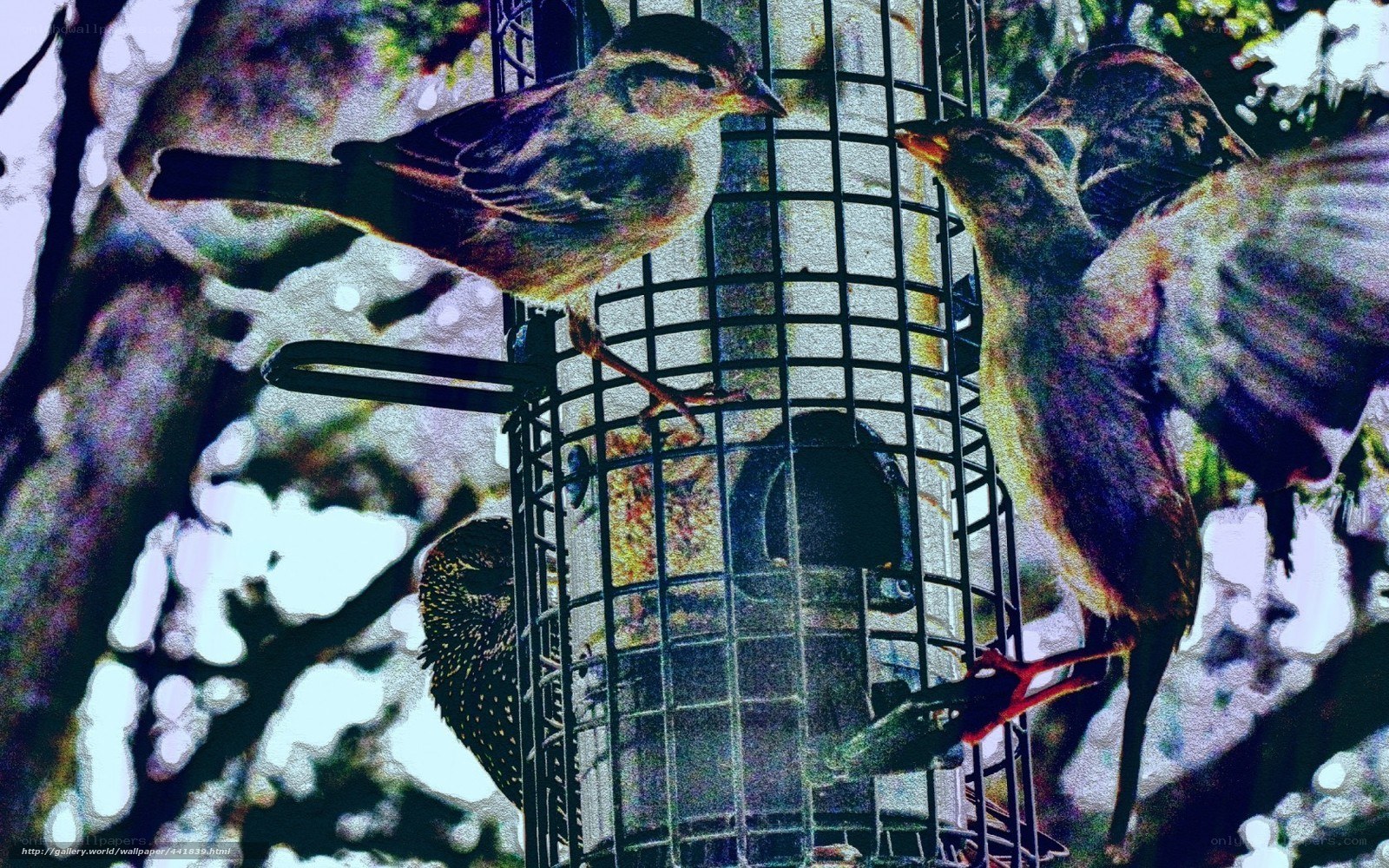 Birds at a feeder