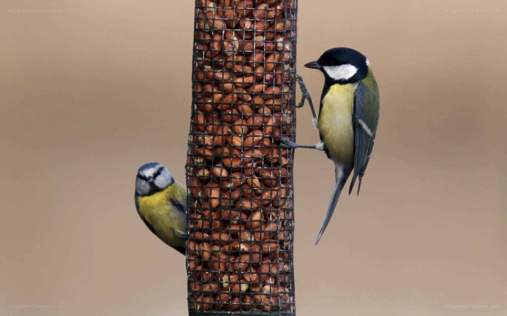 Birds at a feeder