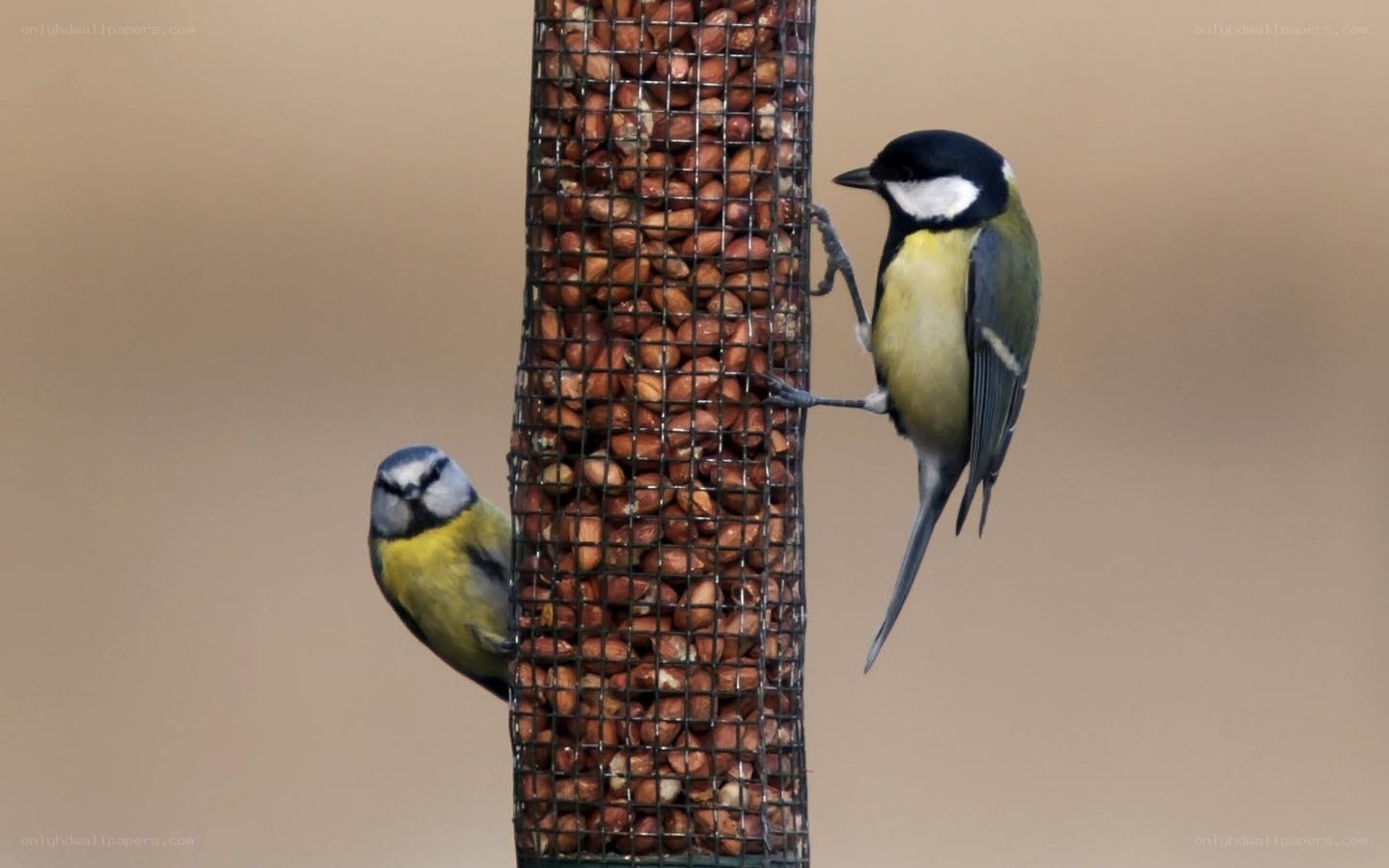 Birds at a feeder
