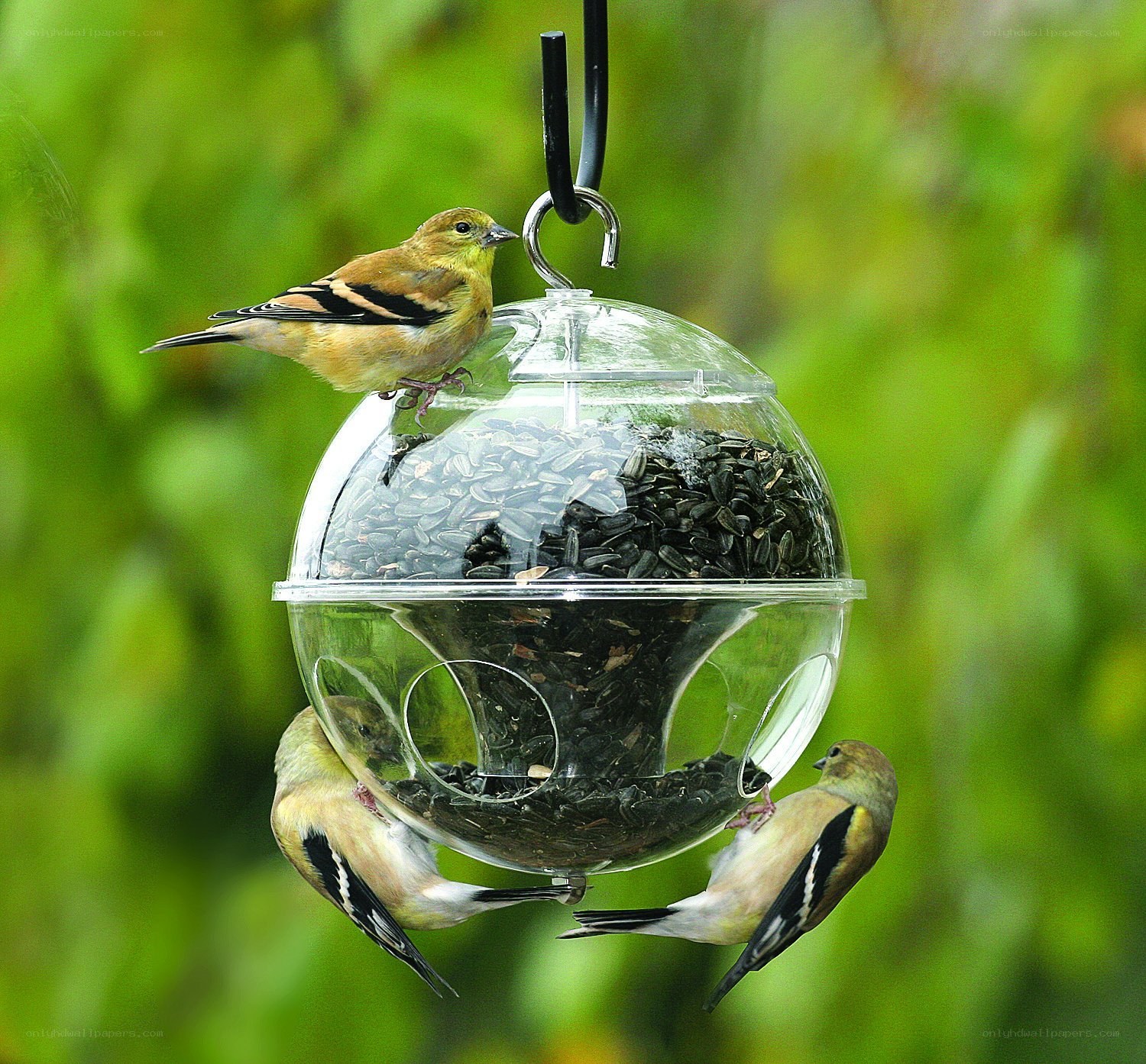 Birds at a feeder