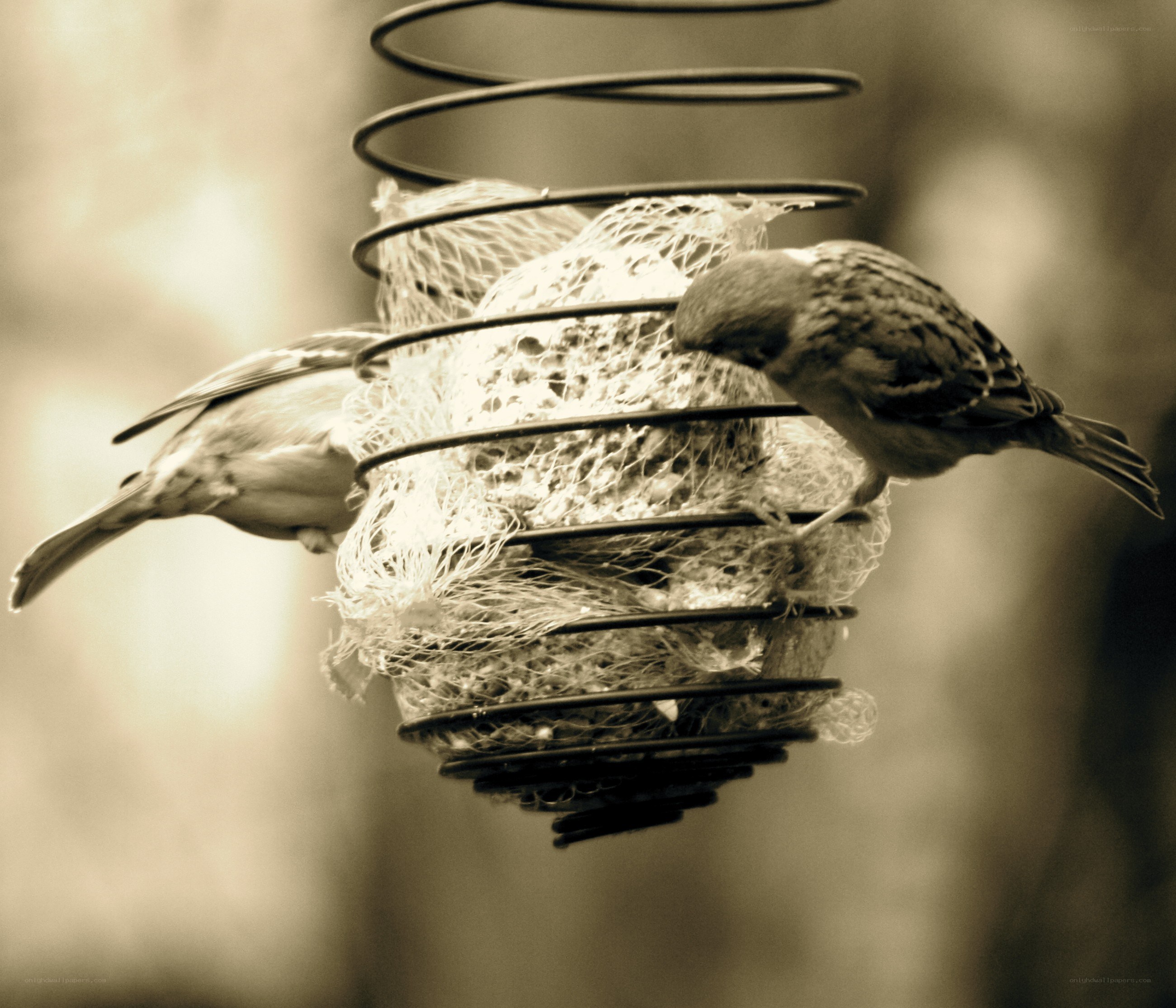 Birds at a feeder