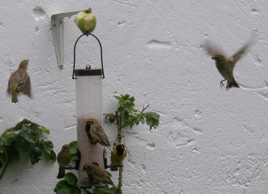 Birds at a feeder