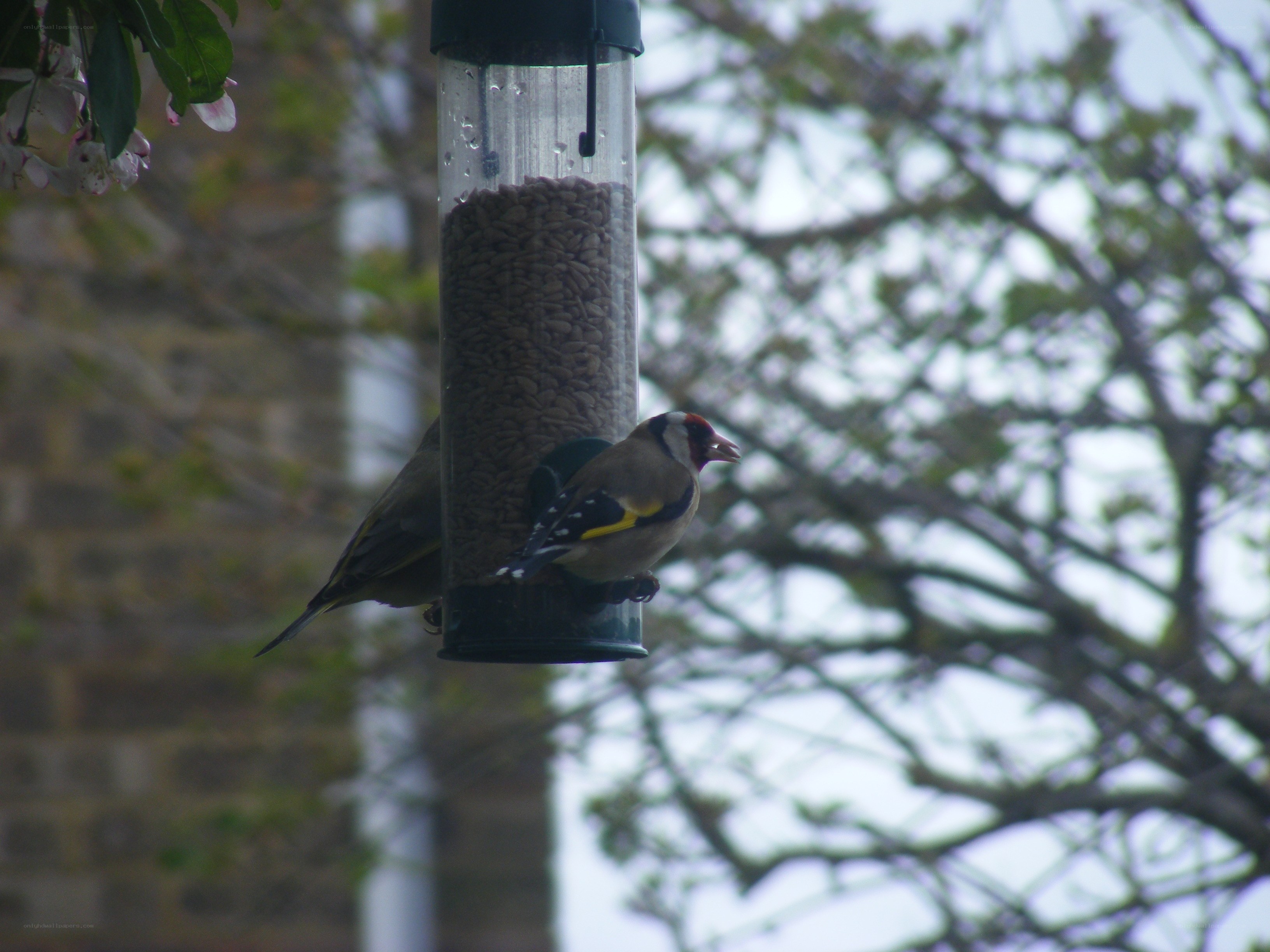 Birds at a feeder