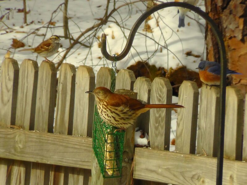 Birds at a Feeder — Brown, Calm
