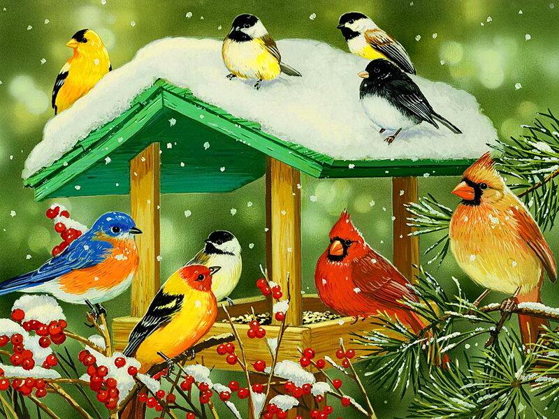 Birds at a Feeder — Green, Peaceful, Winter