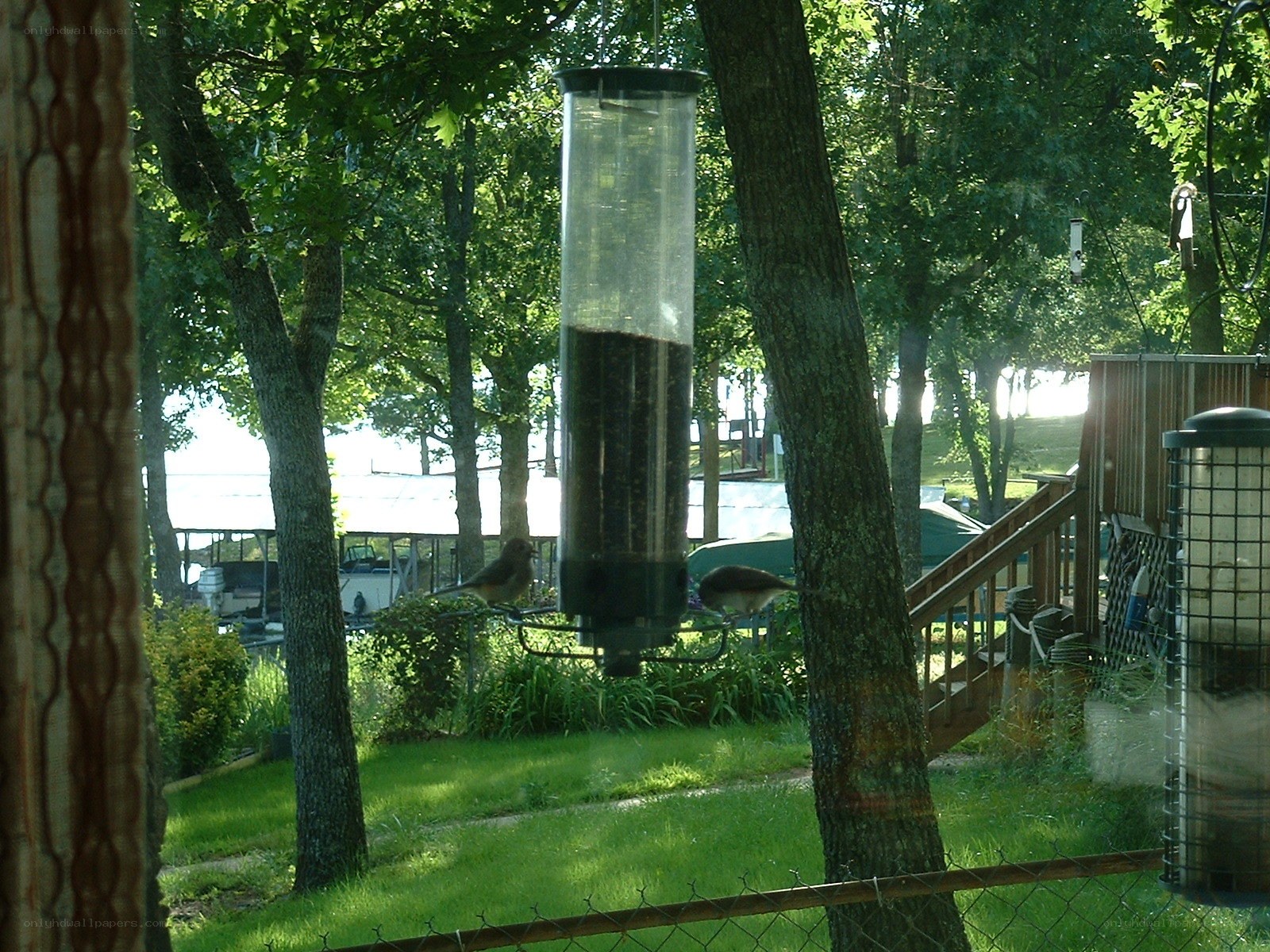 Birds at a feeder in a backyard