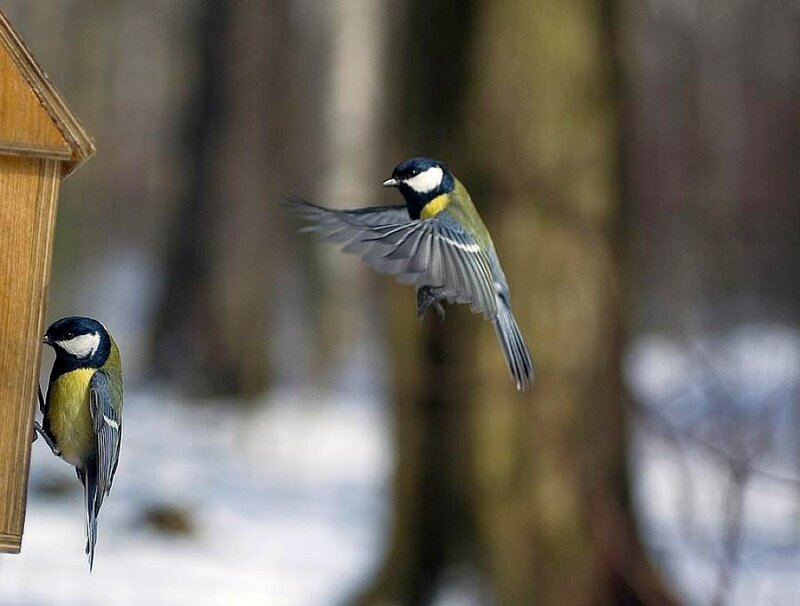 Birds at a feeder in winter