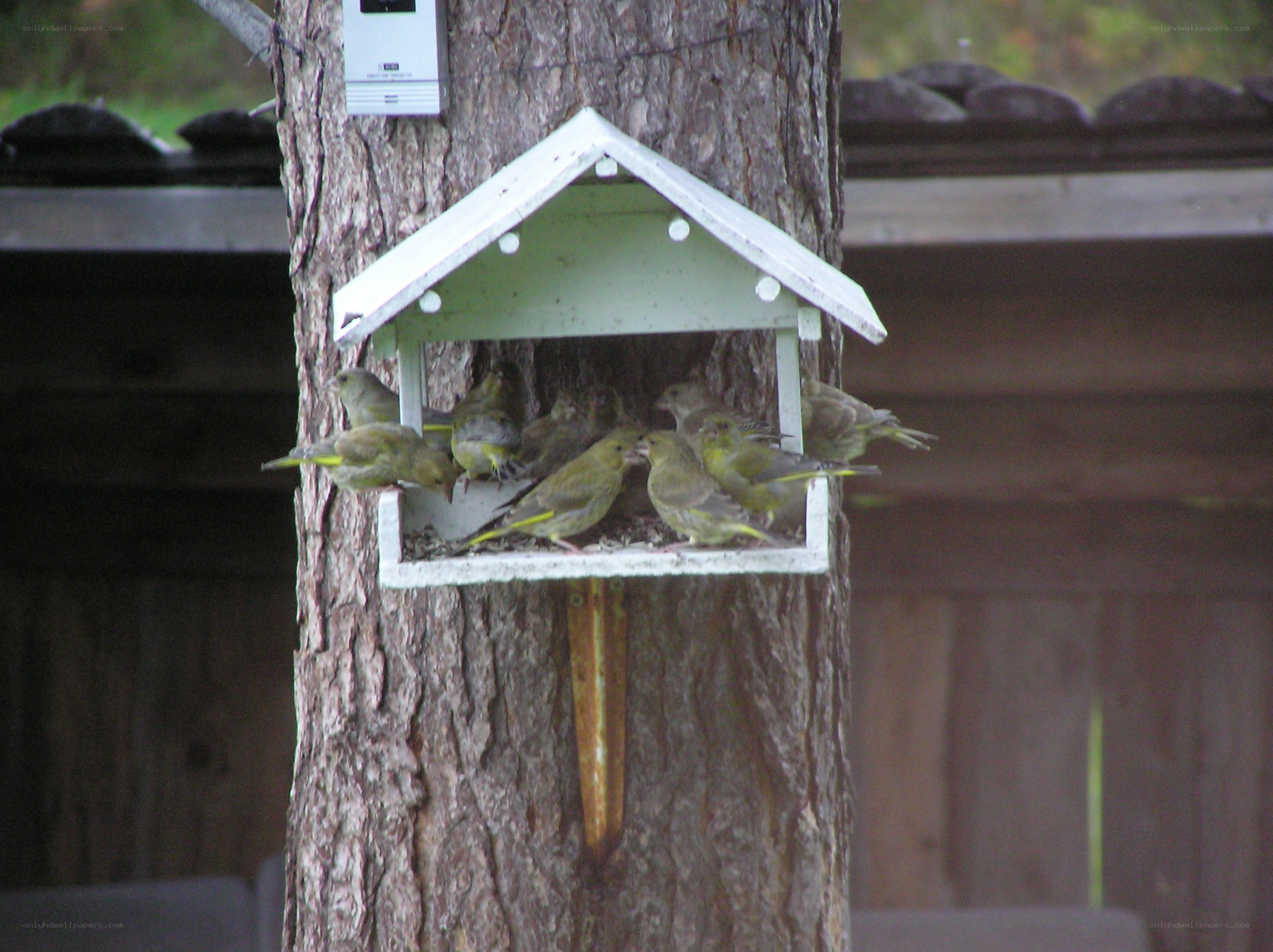 Birds at a feeder on a tree
