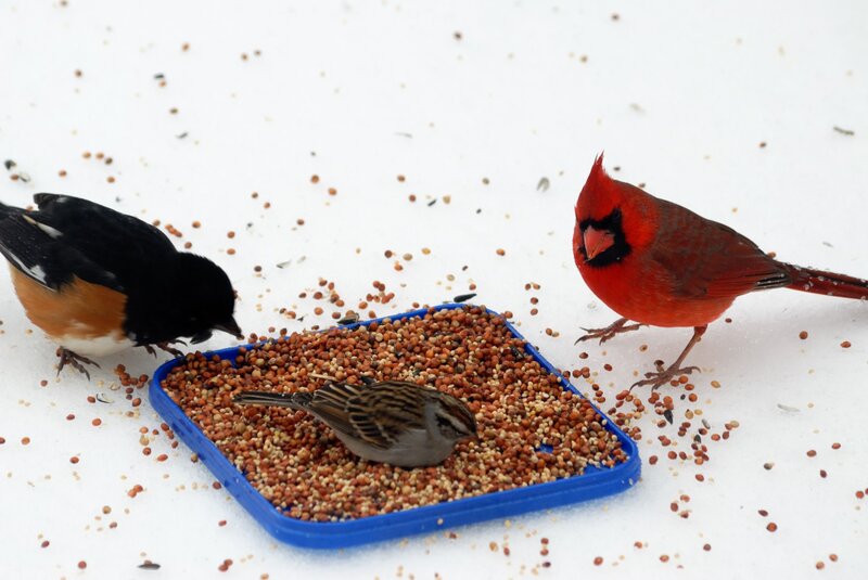 Birds at a Feeder — Red, Calm