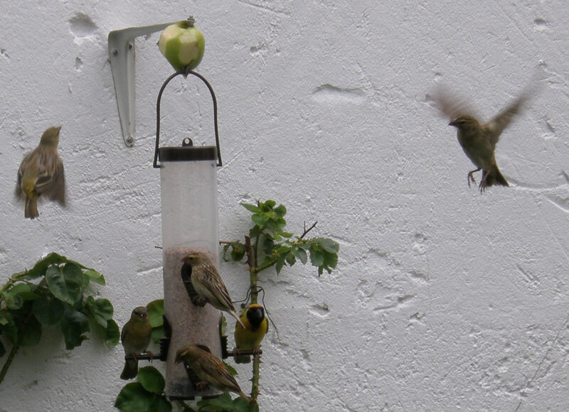 Birds at a Feeder — White, Natural