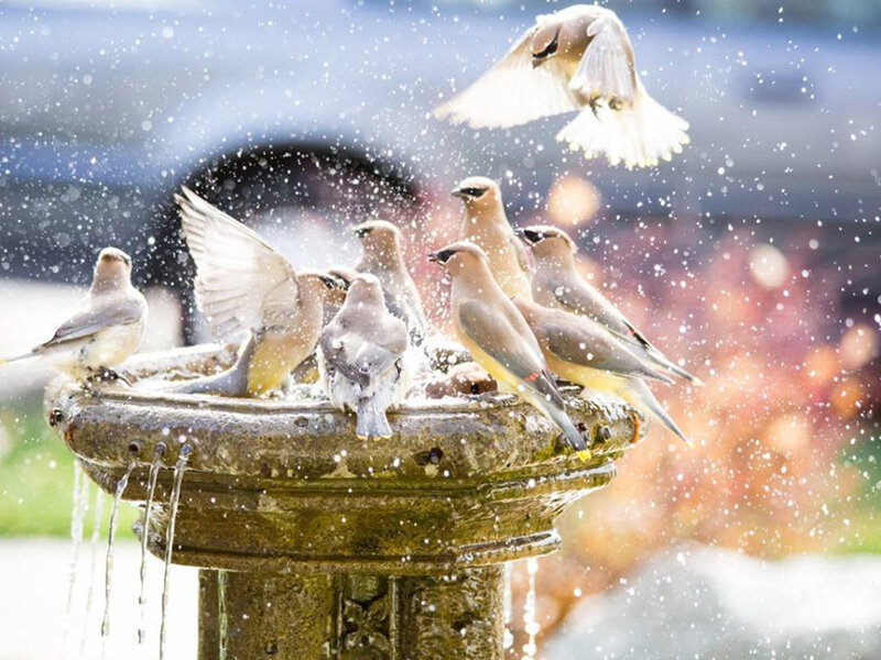 Birds at a Fountain