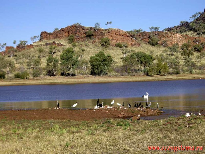 Birds at a lake in Australia