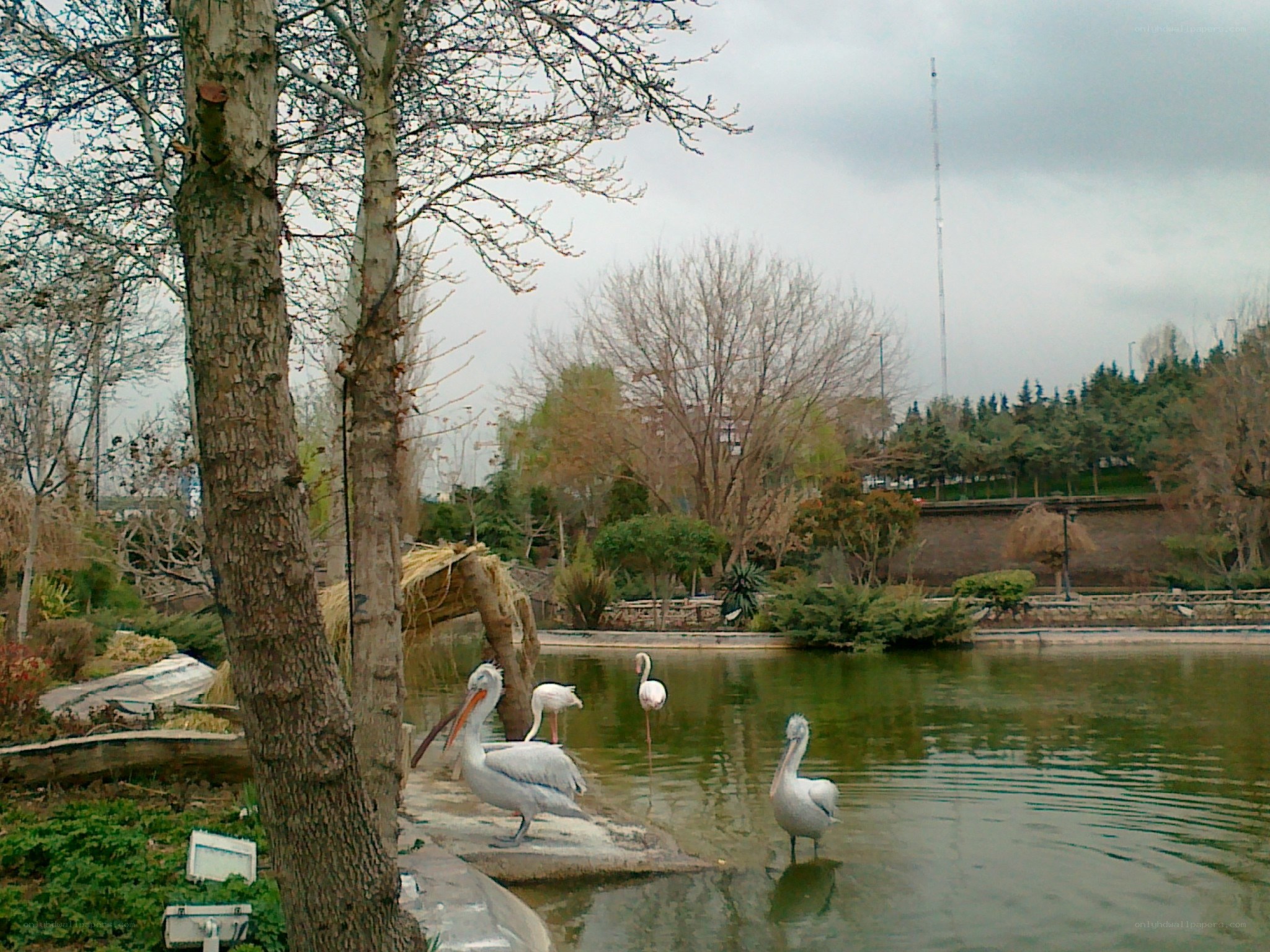 Birds at a park pond