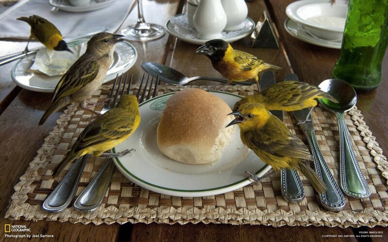 Birds at a Table