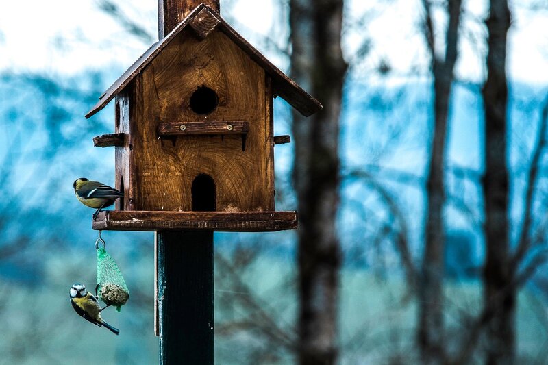 Birds at a wooden feeder