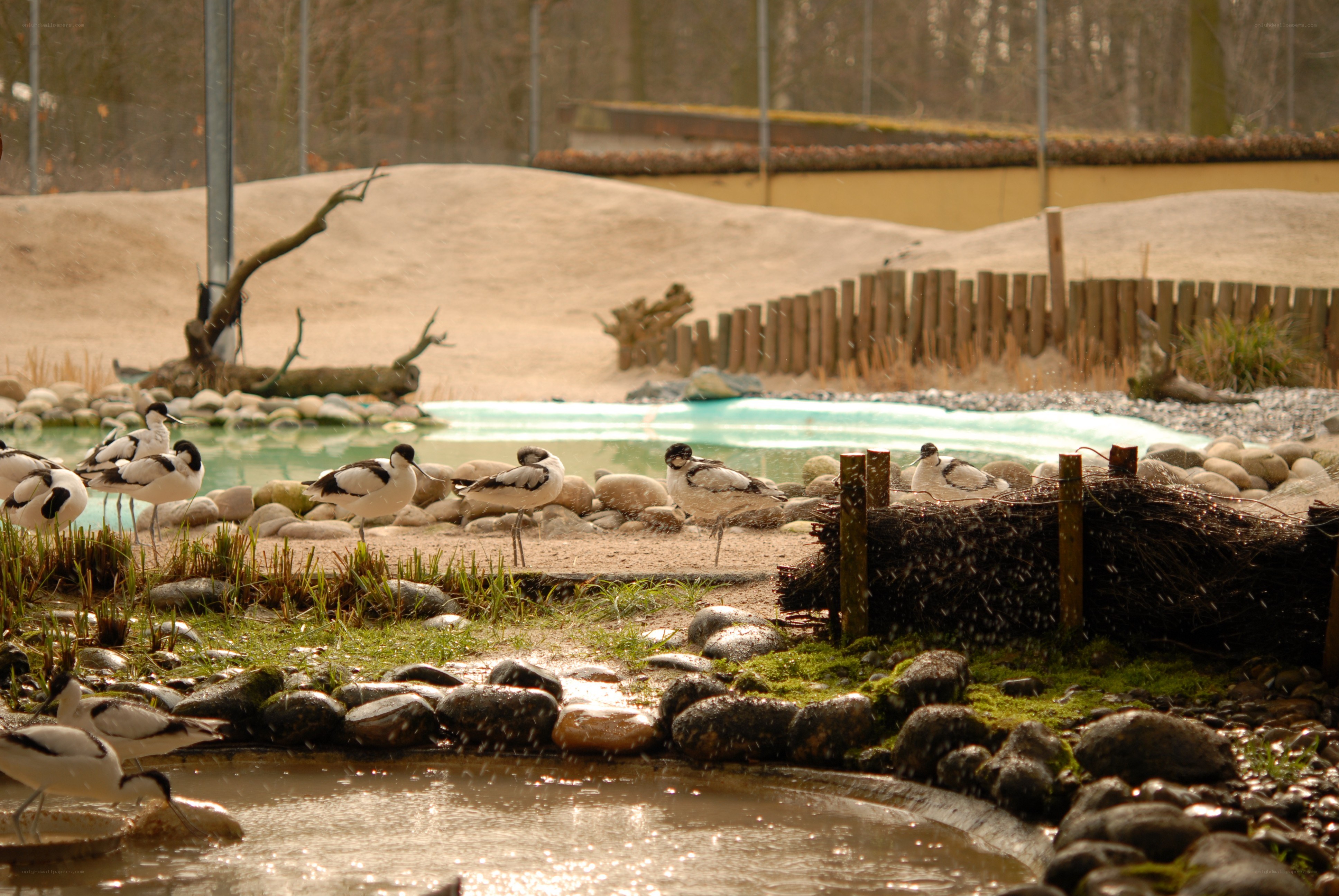 Birds at a zoo enclosure