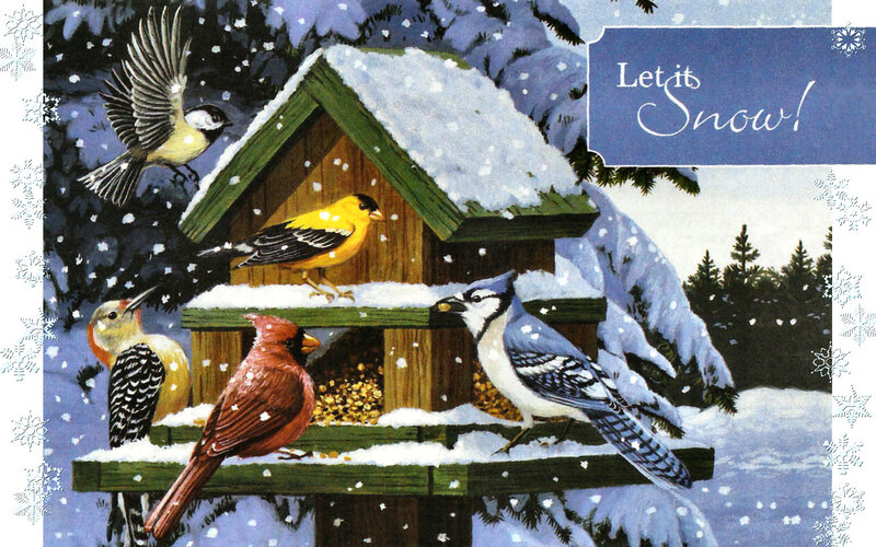 Birds at Bird Feeder — Blue