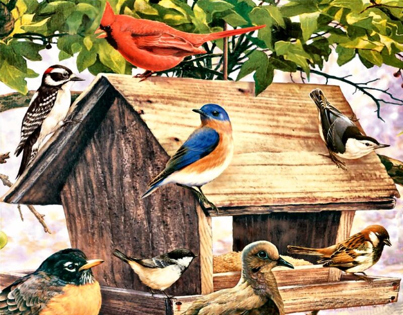Birds at Bird Feeder — Brown, Calm