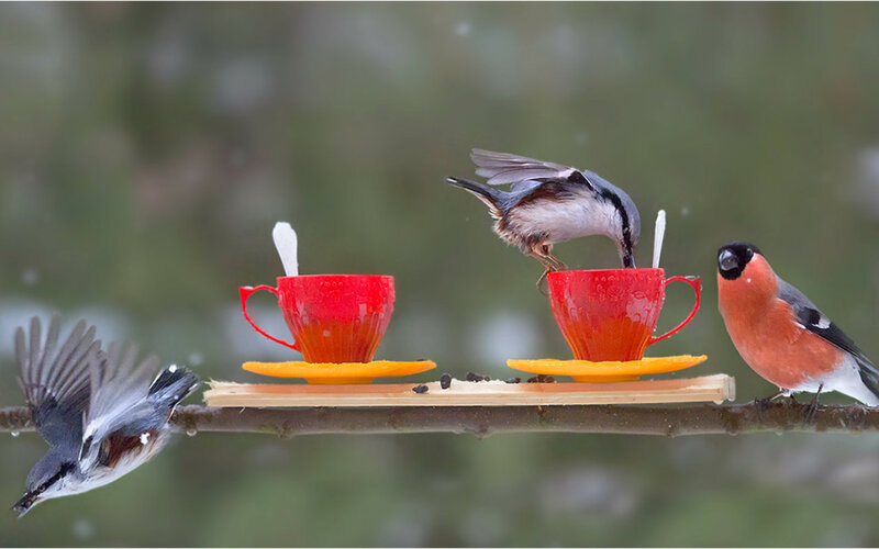 Birds at Bird Feeder — Red, Calm