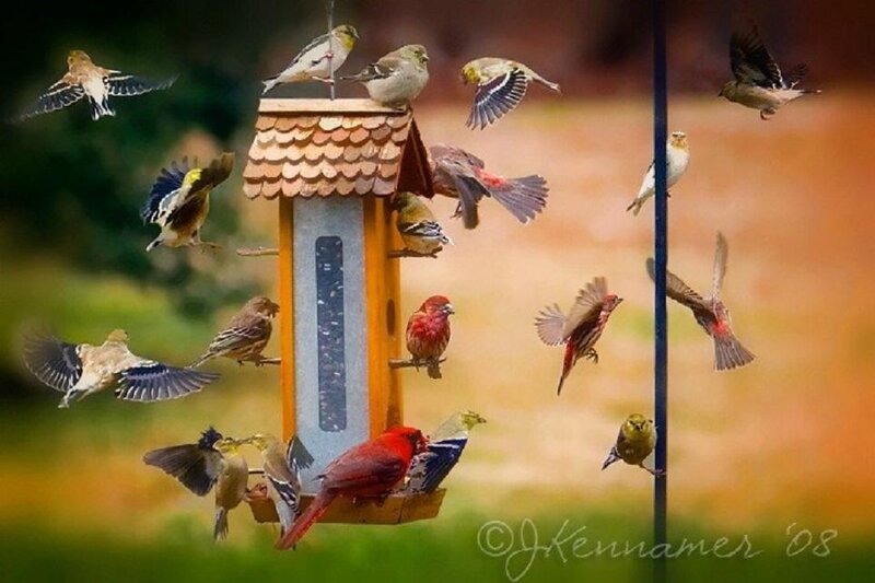 Birds at Bird Feeder