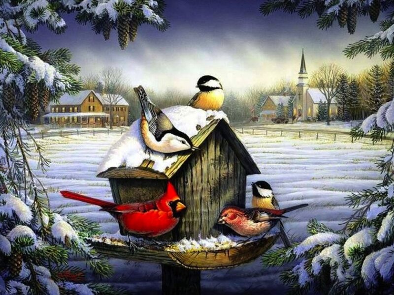 Birds at Bird Feeder — White