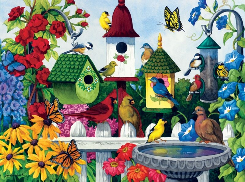 Birds at Bird Feeders