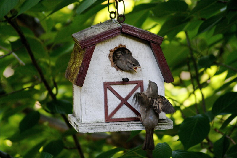 Birds at Birdhouse — Green