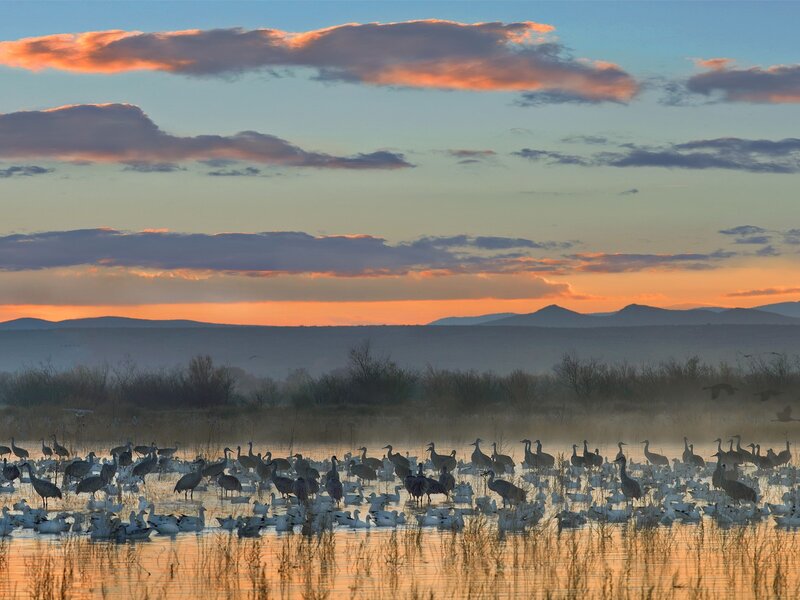 Birds at sunrise in a wetland