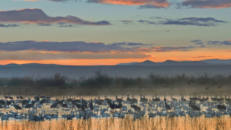 Birds at sunset in a marsh