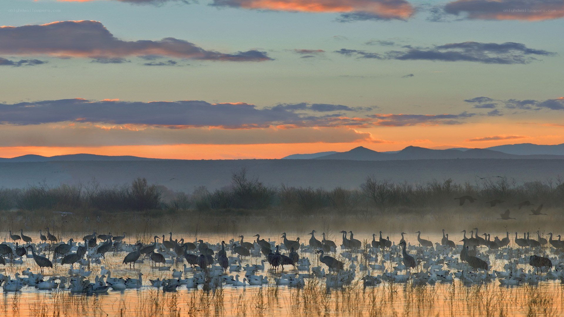 Birds at sunset in a marsh