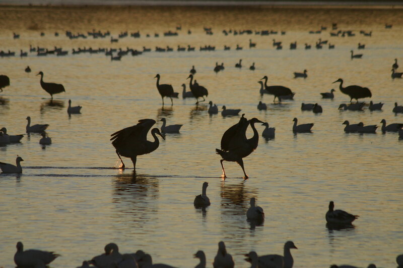 Birds at sunset in a wetland