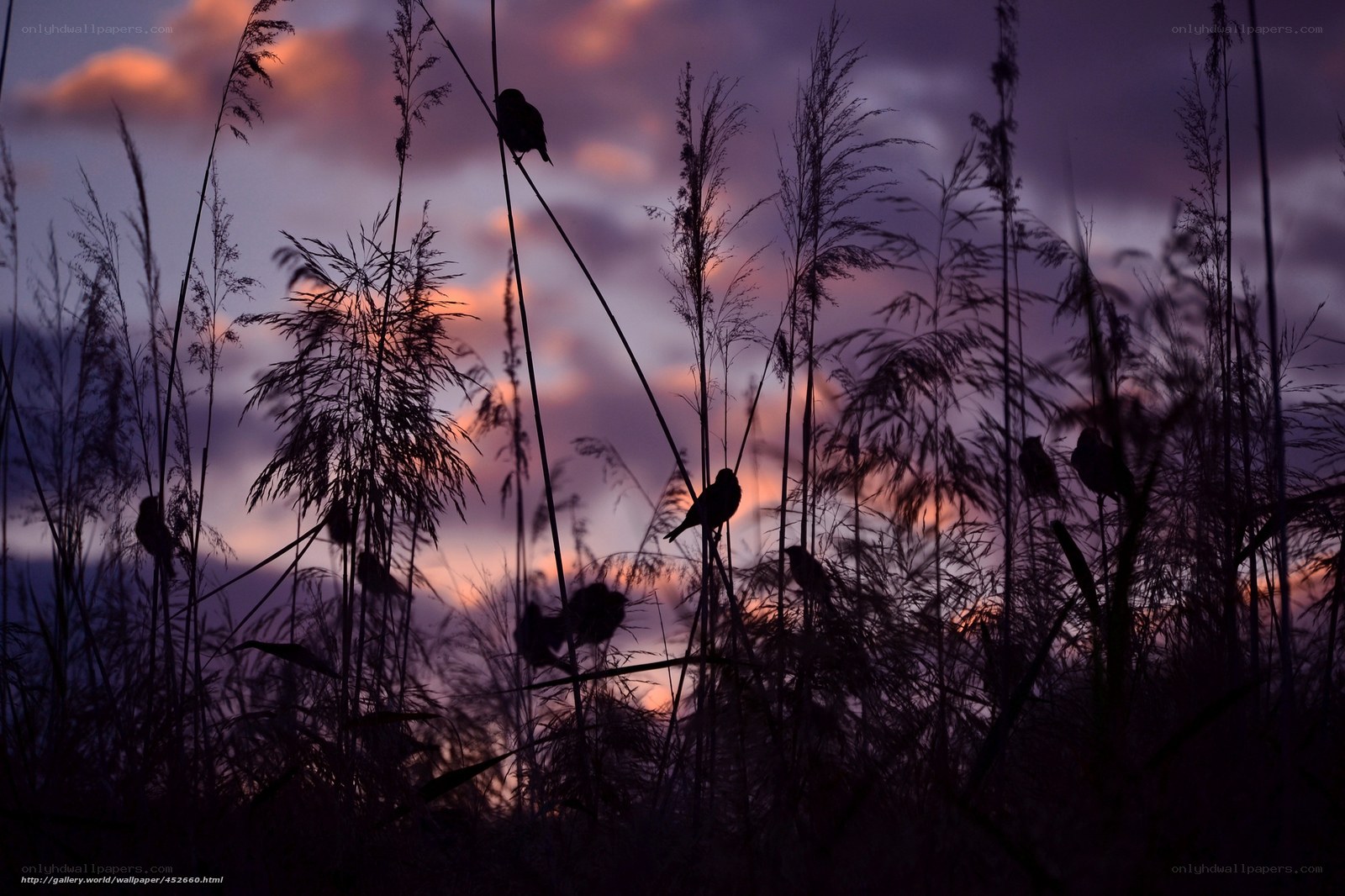 Birds at sunset in reeds