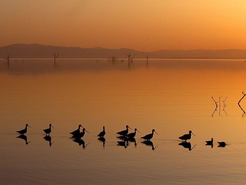 Birds at sunset on a calm lake