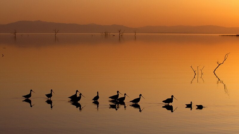 Birds at sunset on a calm lake