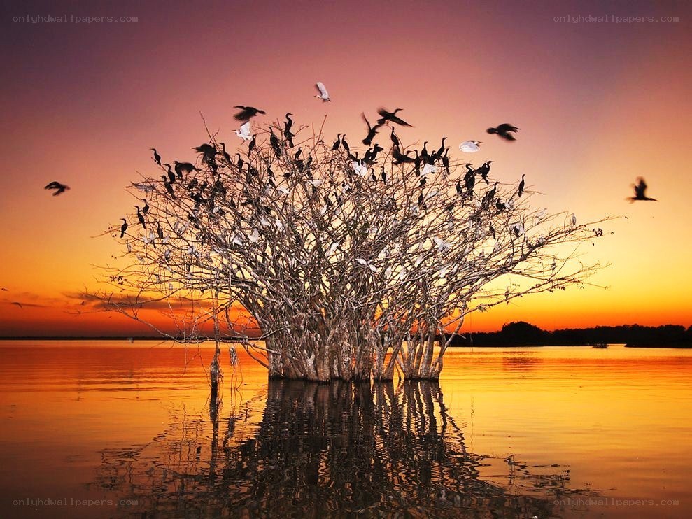 Birds at sunset on a tree