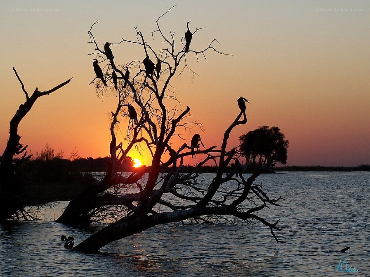Birds at sunset on a tree