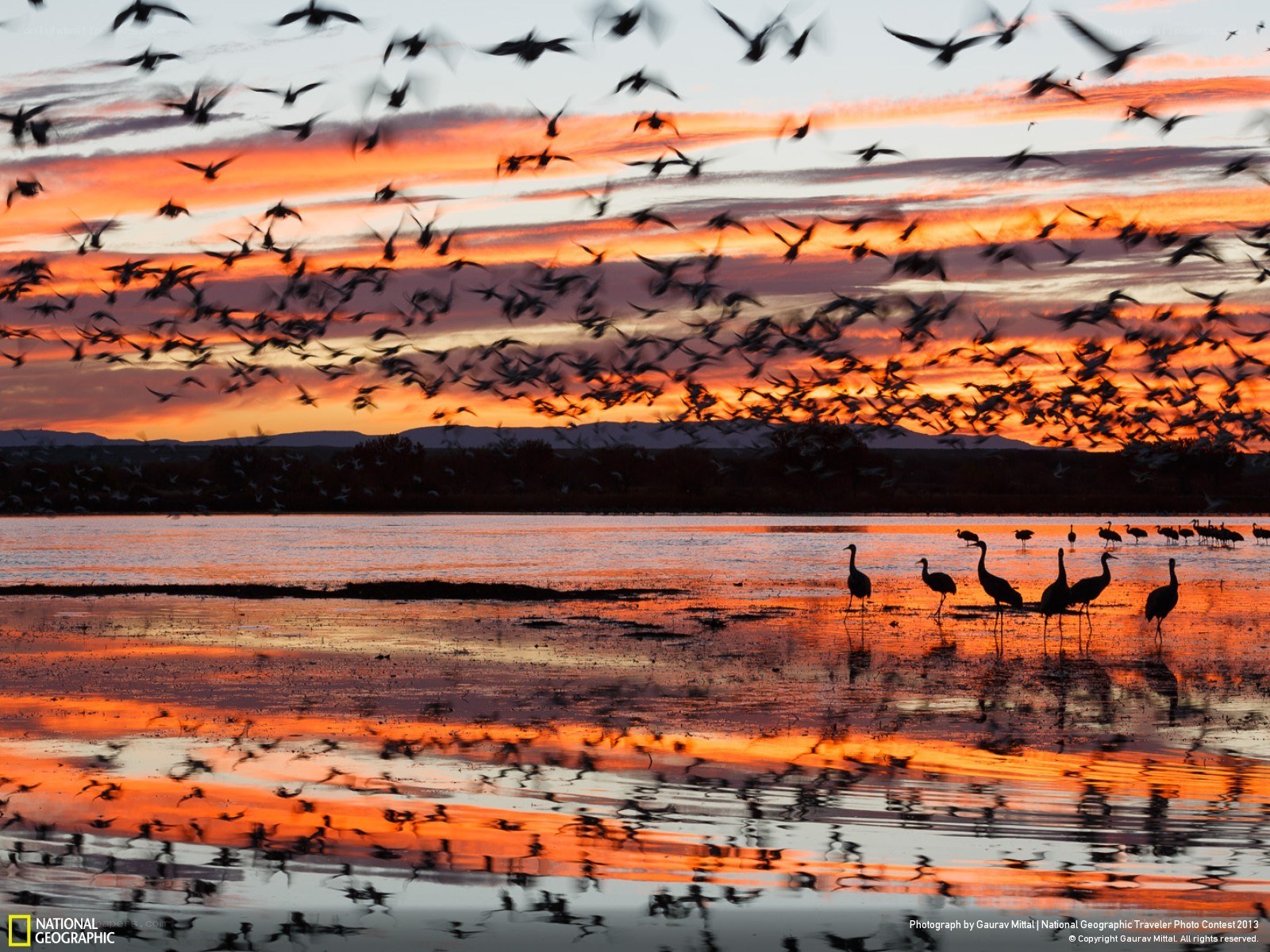 Birds at sunset over water