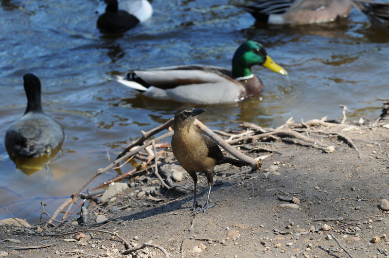 Birds at the water's edge