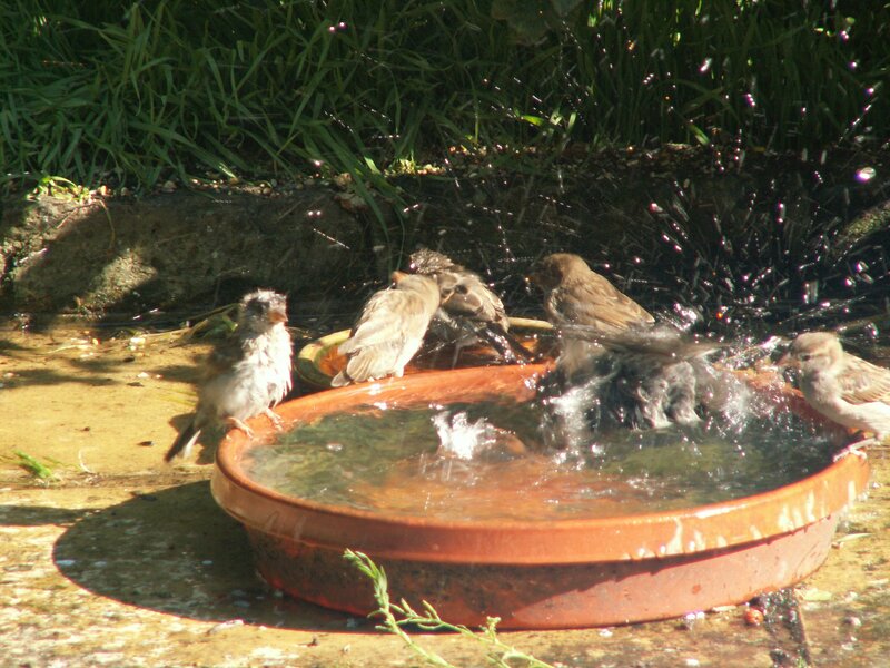 Birds Bathing in a Bowl