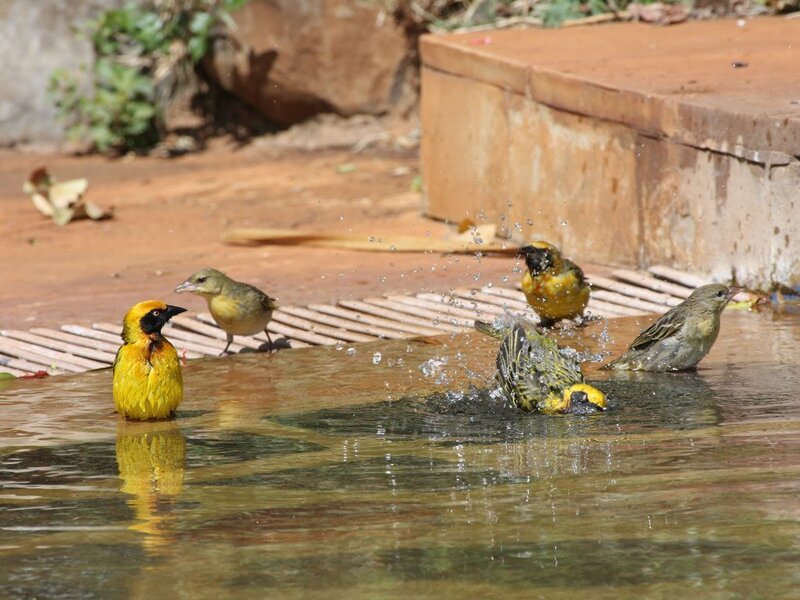 Birds bathing in a water pool