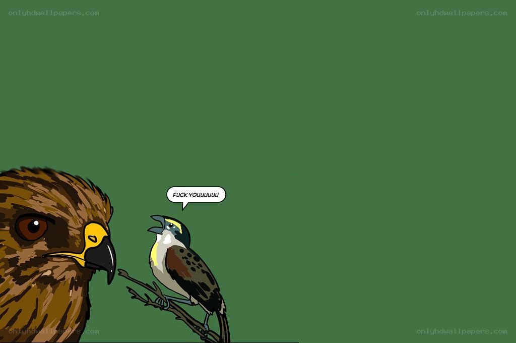 Birds confront each other