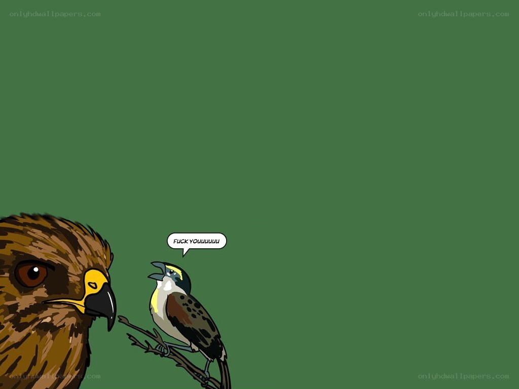 Birds confront each other