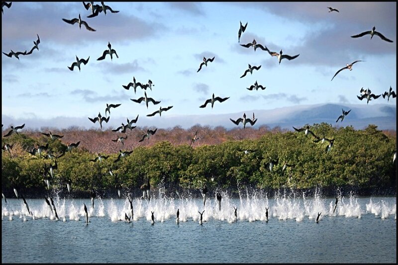 Birds diving into water