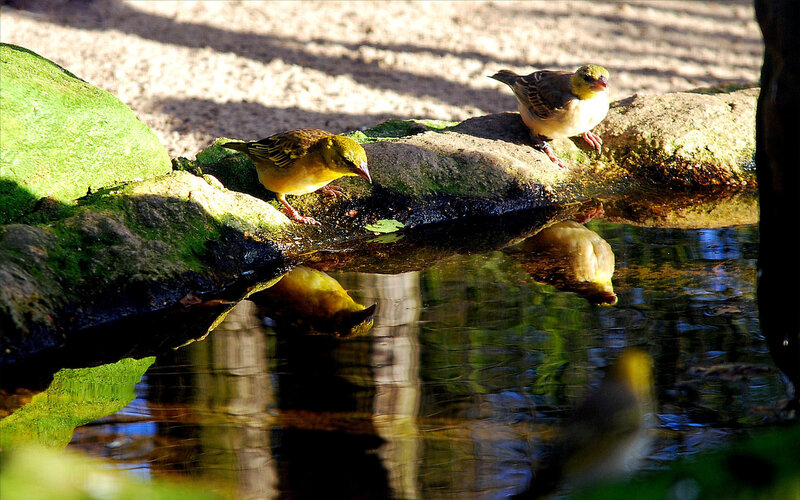 Birds drinking at a pond