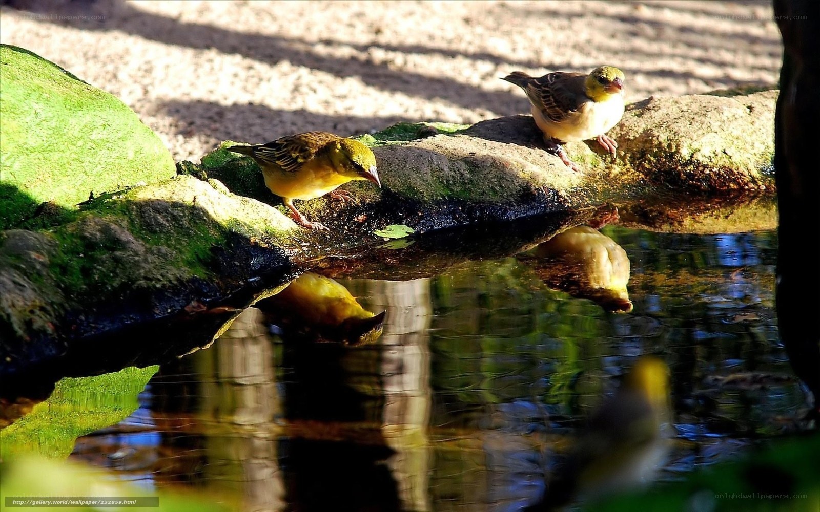 Birds drinking at a pond