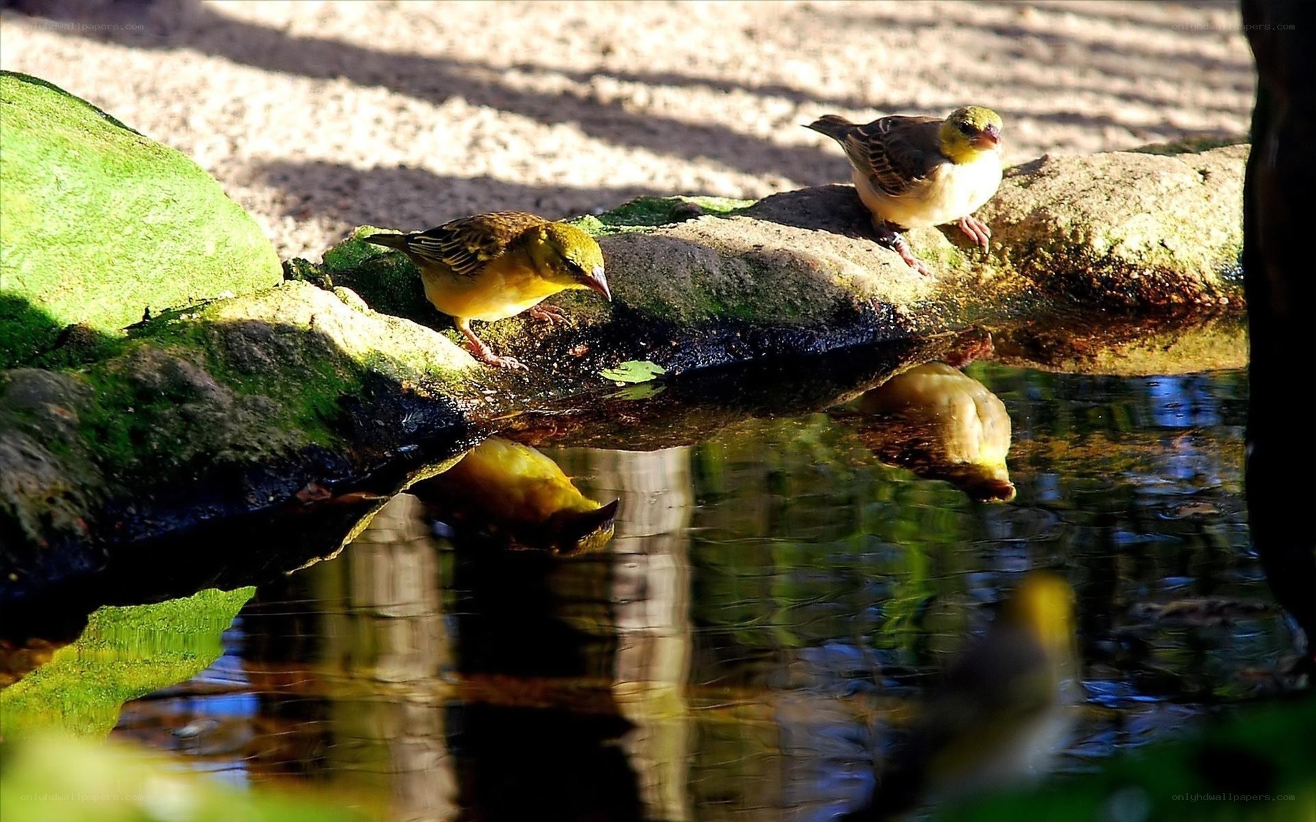Birds drinking from a pond