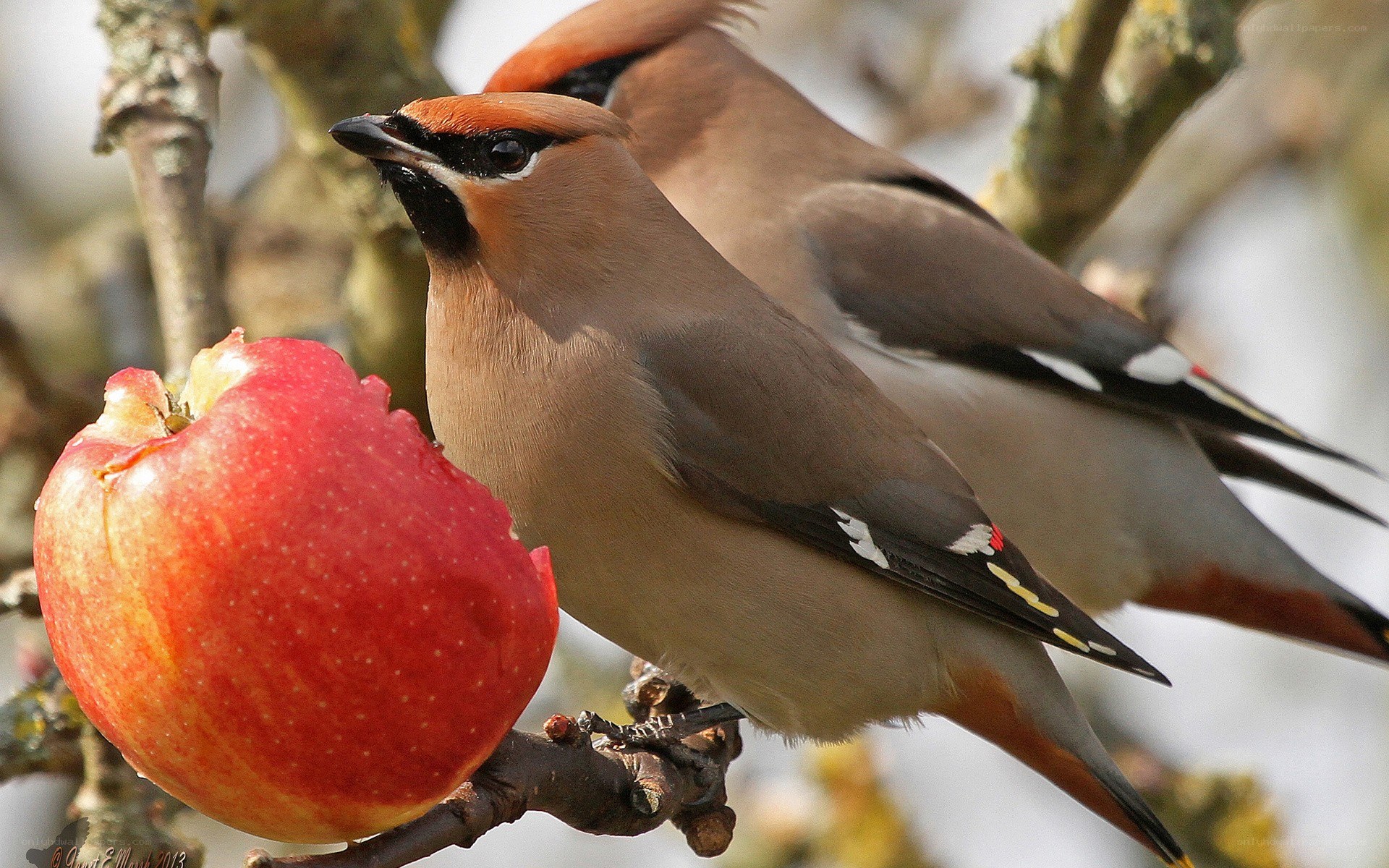 Birds eating an apple